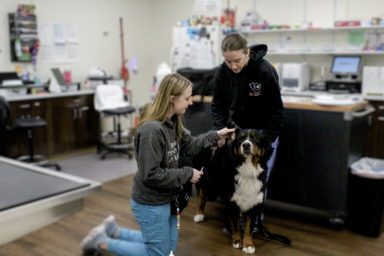 medical staff giving an ear cleaning during pet wellness exam