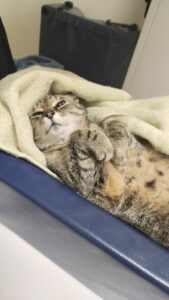 cat snuggled in a blanket after her pet wellness exam