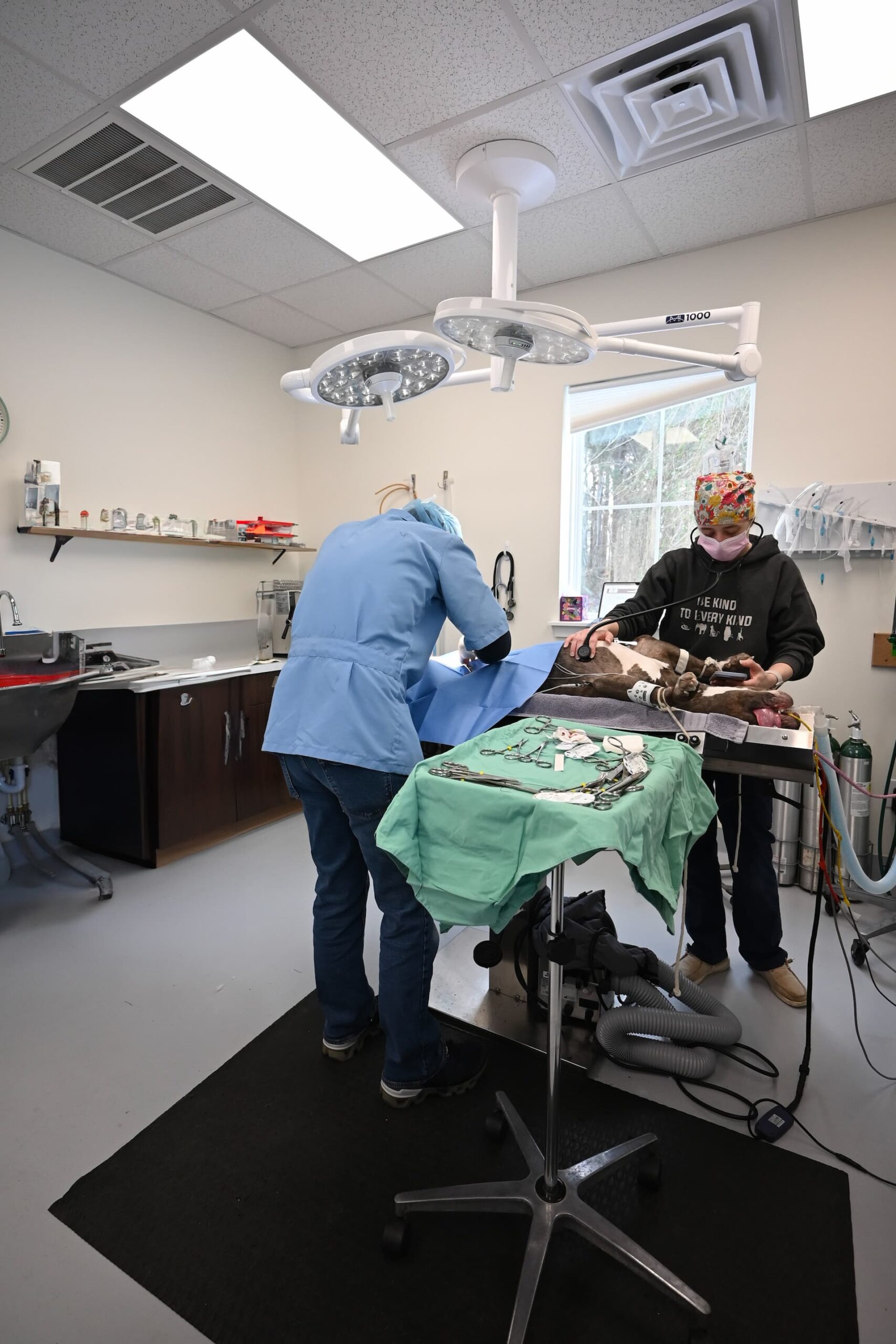 dog on table during pet general surgery