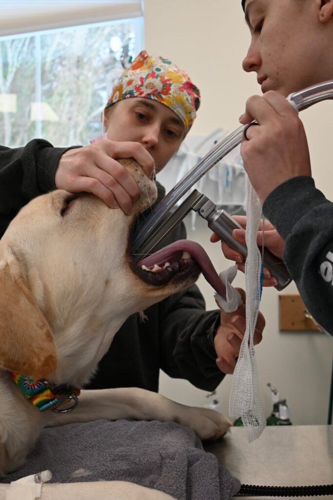 medical staff intubating a puppy during pet gener surgery