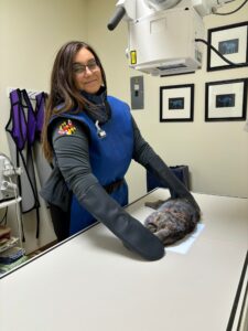 medical staff wearing ppe prepping cat for pet x-ray